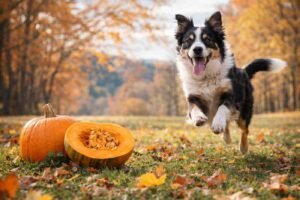 Pumpkin: A Natural Source Of Sustained Energy