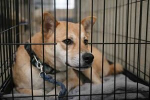 Understanding Why Rescue Dogs Develop Anxiety