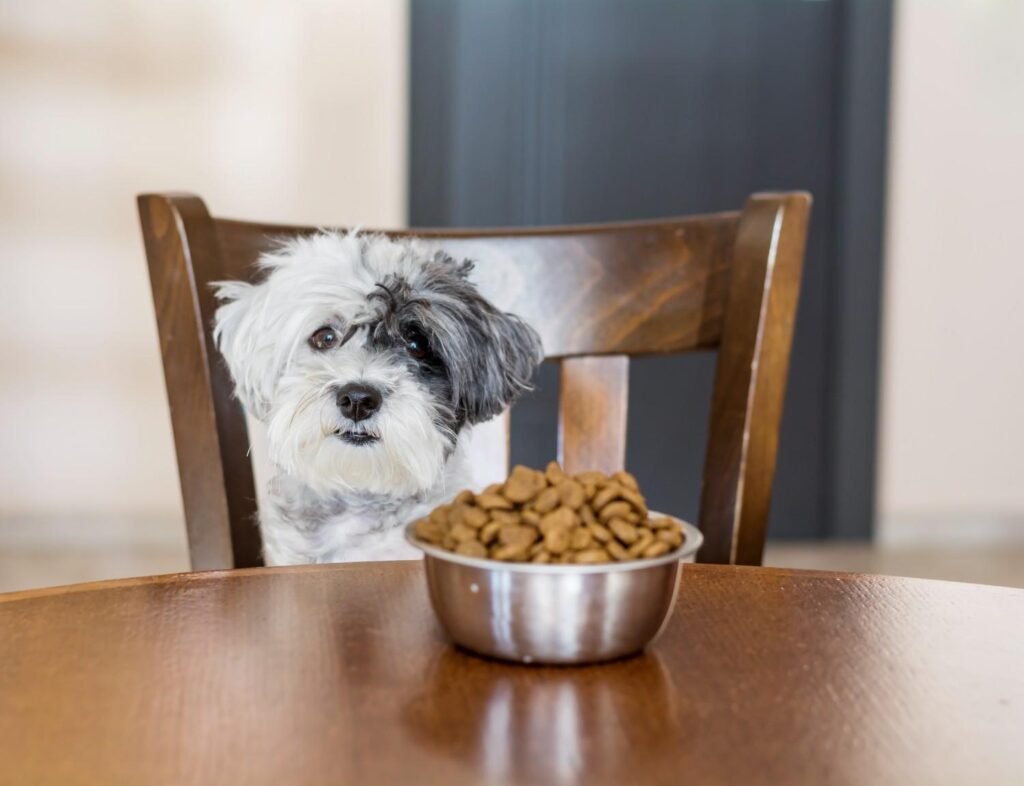 best dog food for sensitive stomach