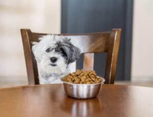 best dog food for sensitive stomach