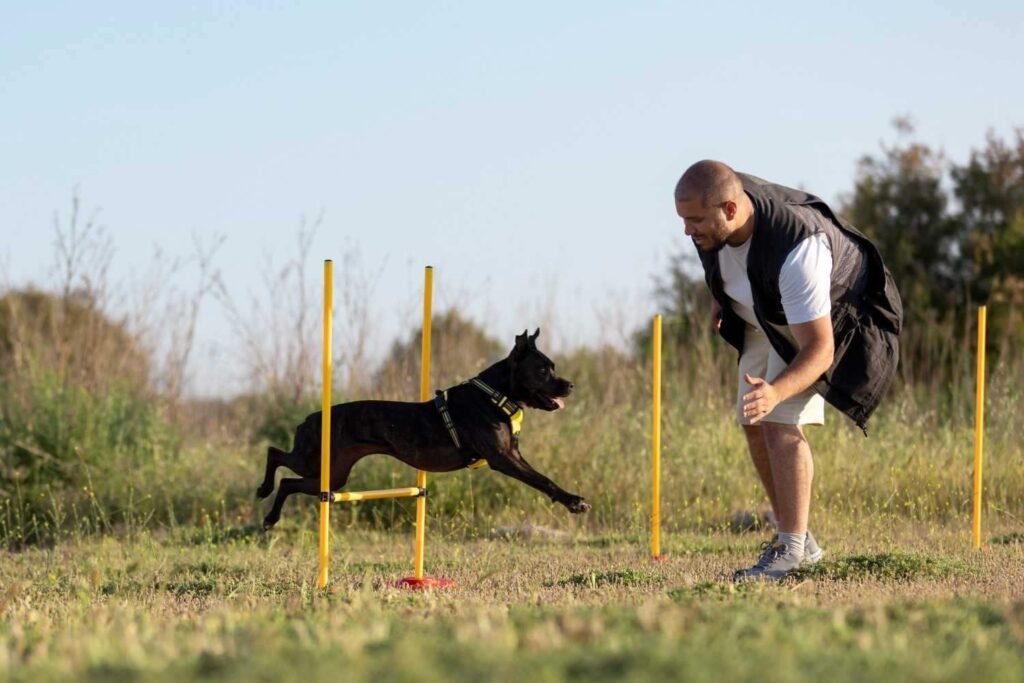 Common Training Mistakes Dog Owners Should Avoid