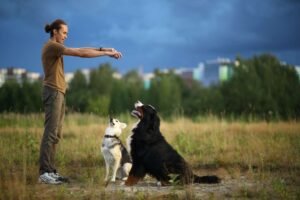 basic dog training commands list