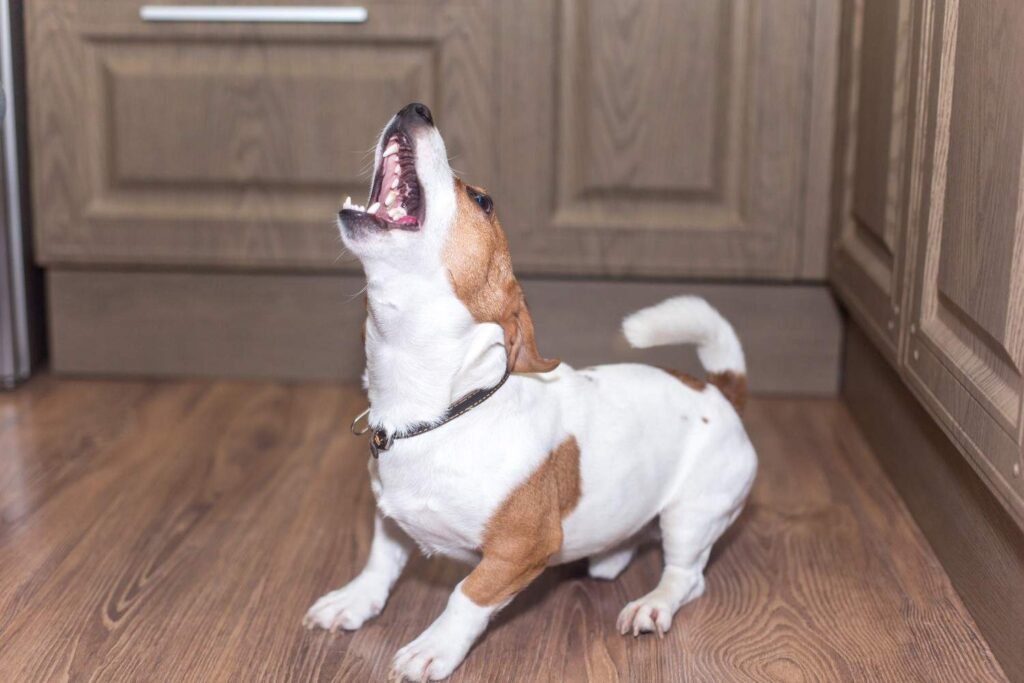 how to stop dog barking