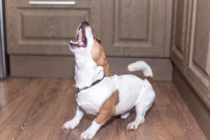 how to stop dog barking